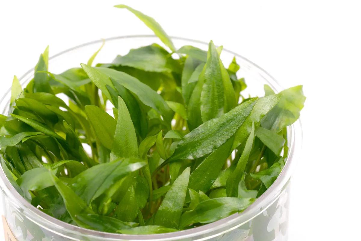 Cryptocoryne Wendtii Green Gecko