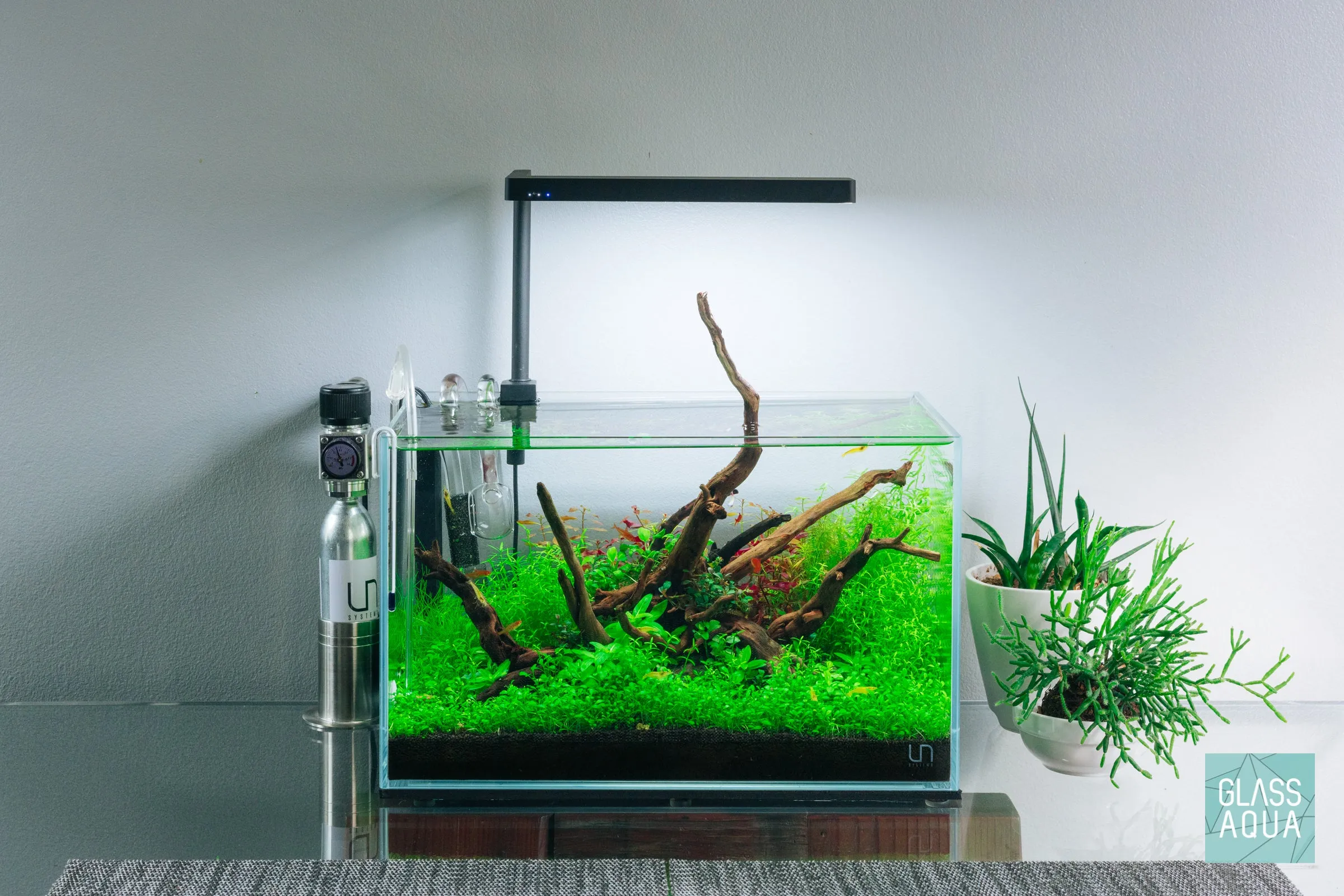 Glossostigma Elatinoides Tissue Culture